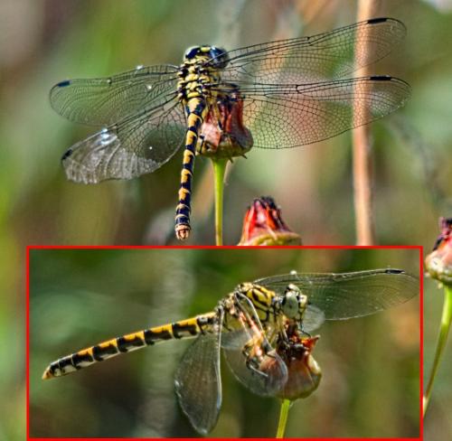 Réf. 327 562 : Onychogomphus forcipatus